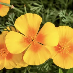 Eschscholzia (Pavot de Californie) BIO 250 gélules végétales